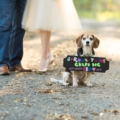 3-Maternity-photo-couple-standing-on-path-with-beagle-with-sign-around-this-neck-saying-they-are-expectingf
