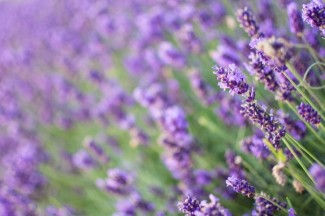 Hitchin Lavender Fields - Fun Engagement Shoot