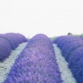 lavender field rows background