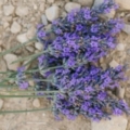 fresh-cut-lavender-bunch-on-rocks