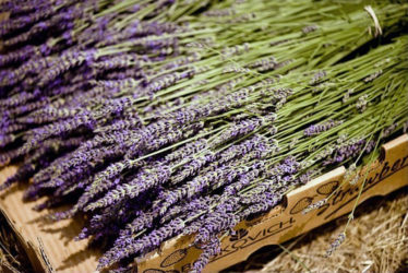 The Ultimate Guide to Lavender Wedding Ideas - Love & Lavender