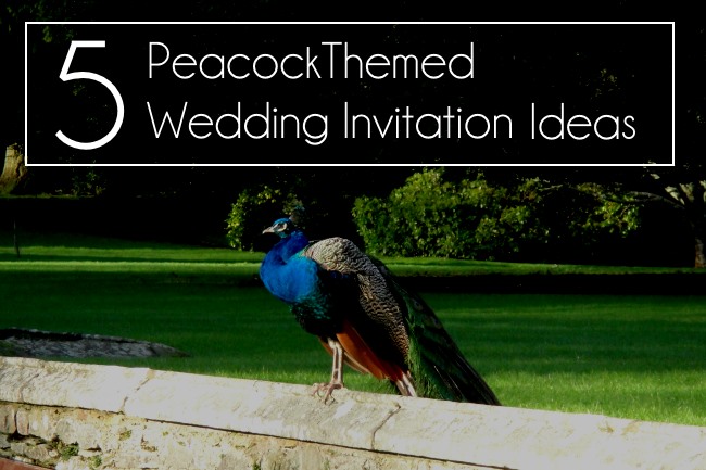peacock themed wedding invite ideas