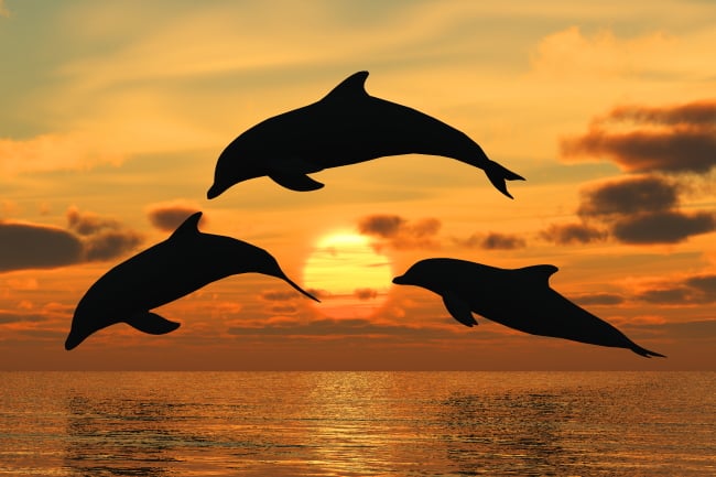 Three dolphins jumping in ocean