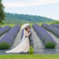 Lavendar & Gray Colors for Rustic Farm Wedding feature