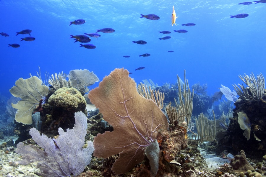 Underwater coral reef scene Roatan