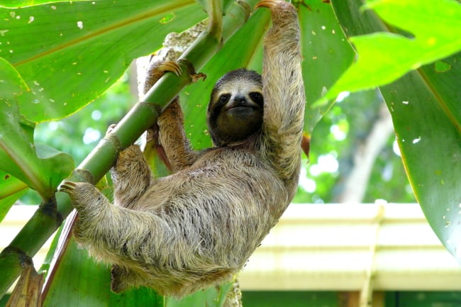 Young Sloth on Tree Sanctuary