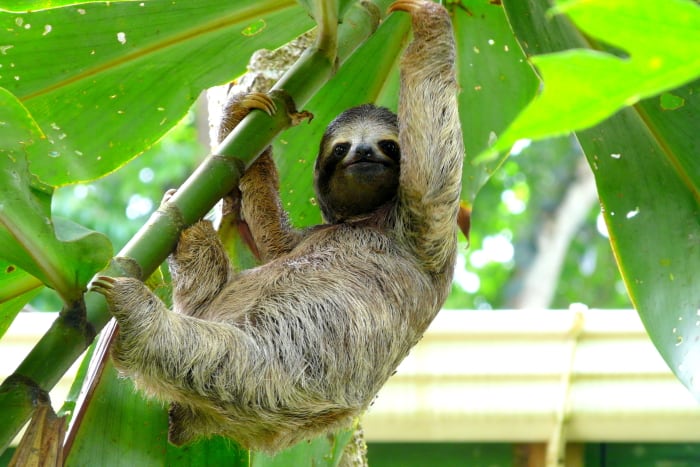 Young sloth standing on a tree