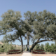 Spanish Oaks Ranch Wedding Feature
