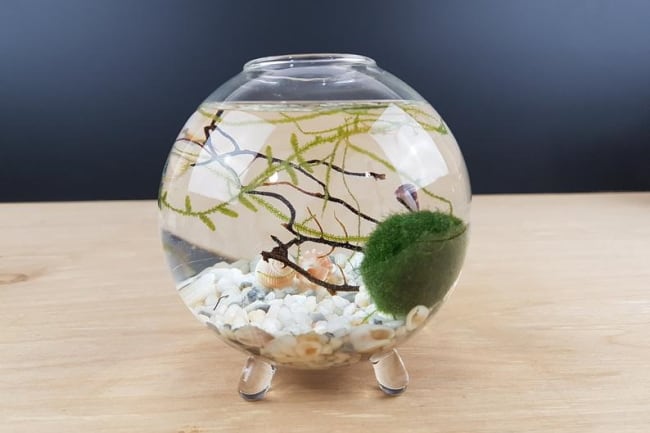 7 Moss Terrariums to Bring The Outdoors Into Your Home