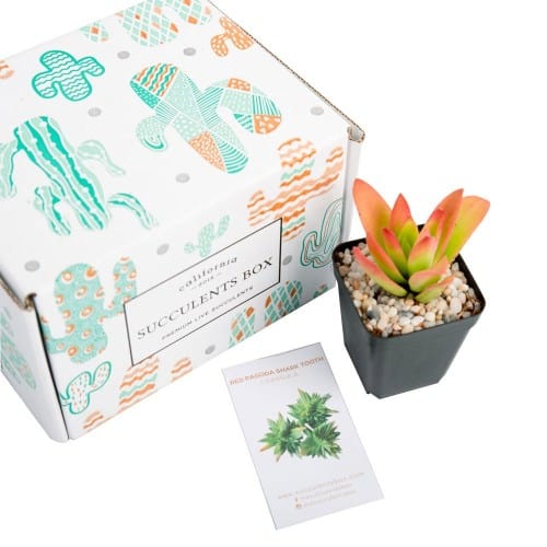 Succulents Subscription