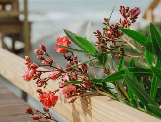 Pink flowers grow through a wooden railing on a boardwalk, with the ocean and sandy beach visible in the background.